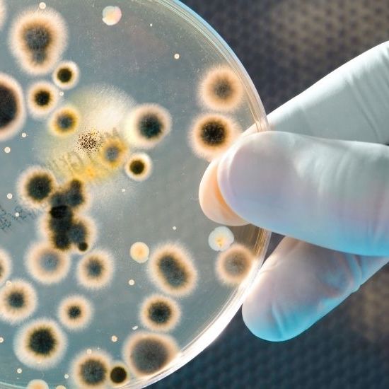 Porque a resistencia microbiana e uma ameaca mundial site