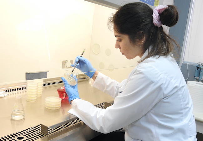 Investigadora trabajando con cultivos microbiológicos en BIOREN-UFRO